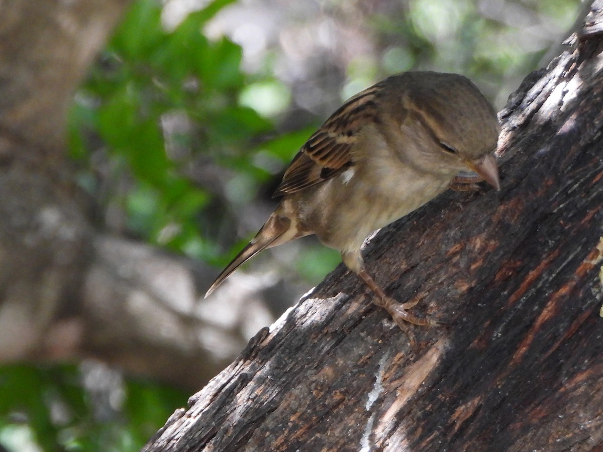 דרור הבית - ML645576749