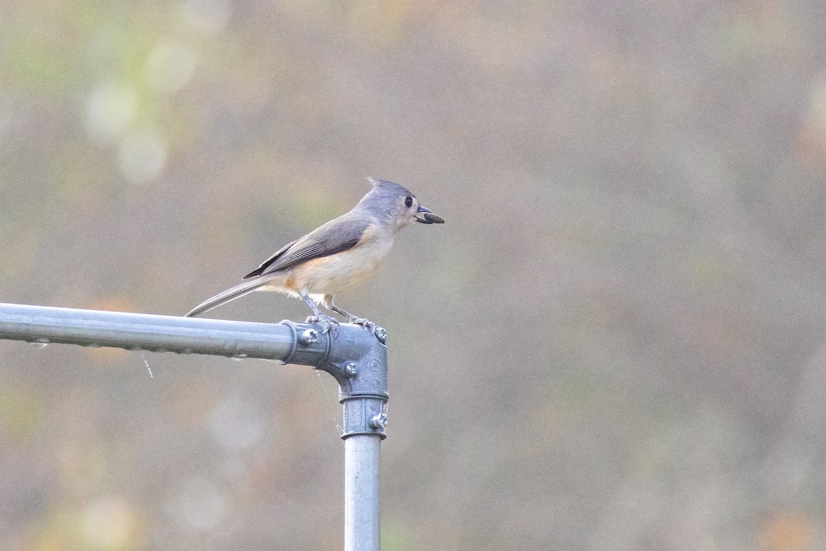 Tufted Titmouse - ML645576757