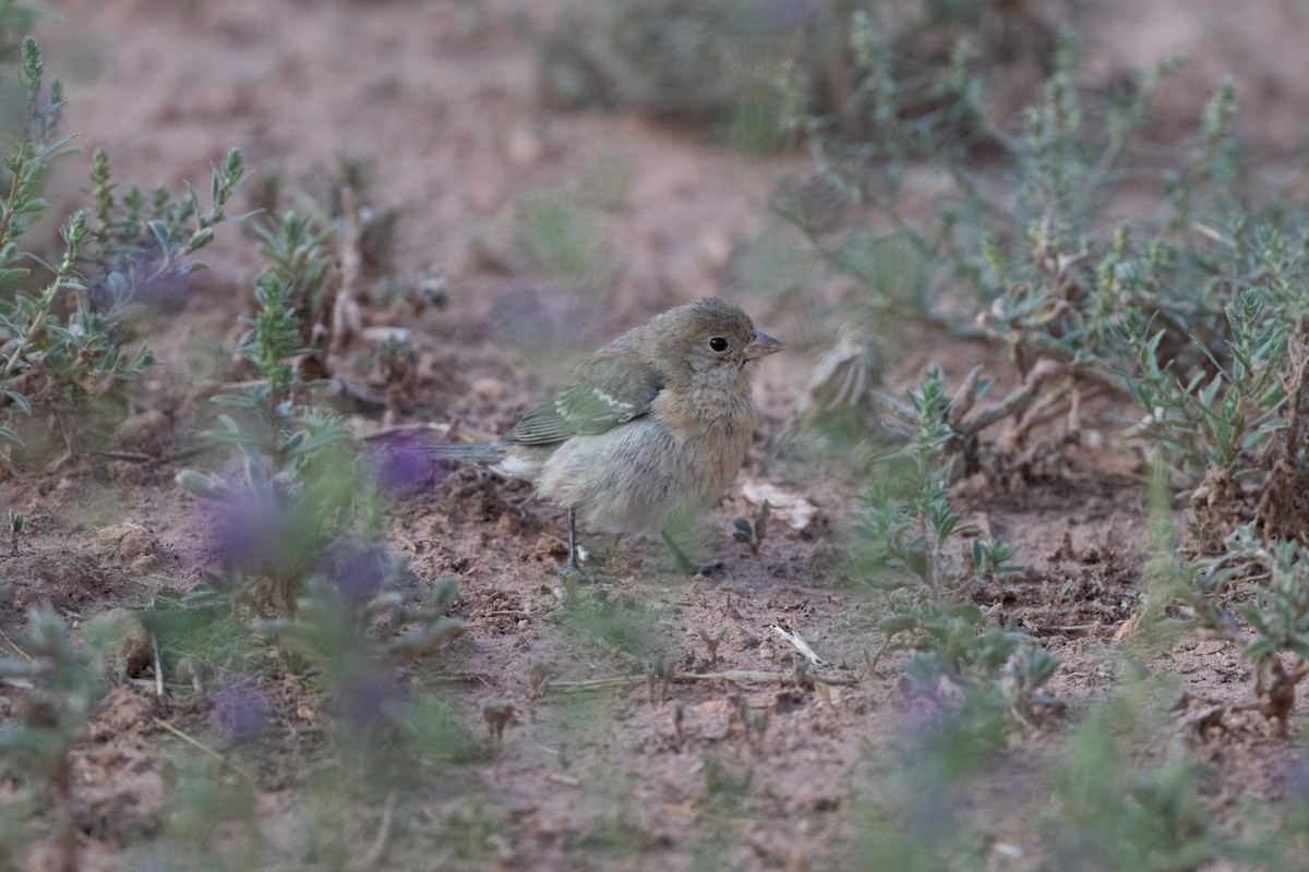 papežík lazurový - ML645576759