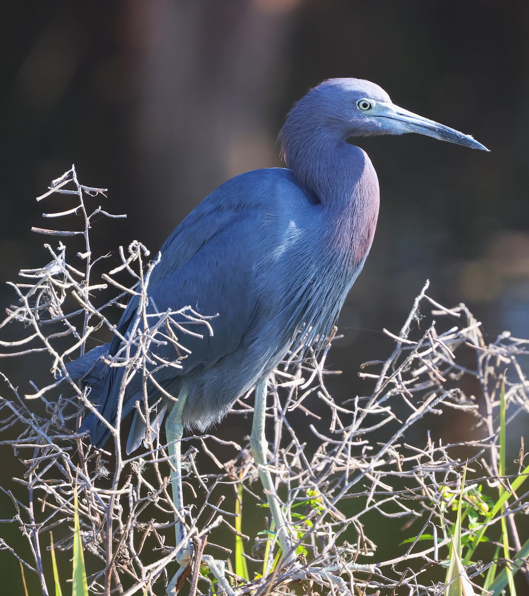 volavka modrošedá - ML645576765