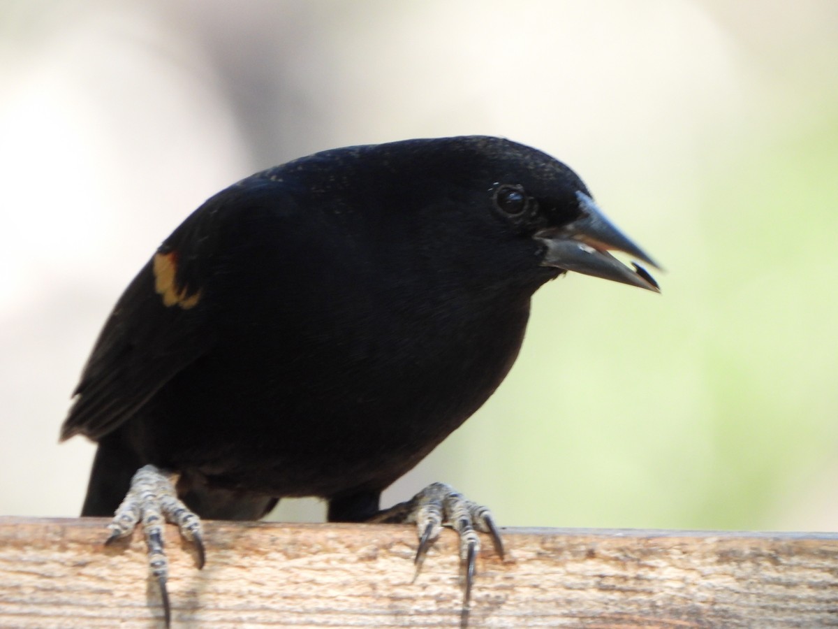 vlhovec červenokřídlý - ML645576767