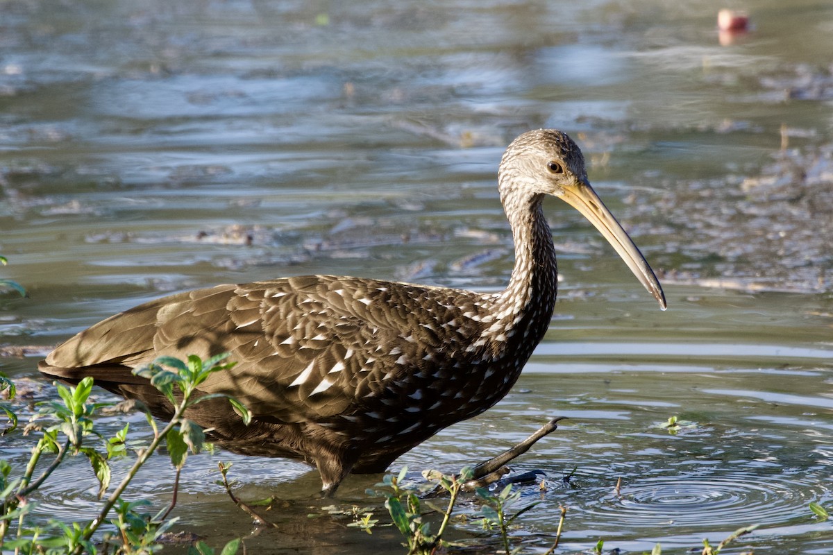 Limpkin - ML645576768