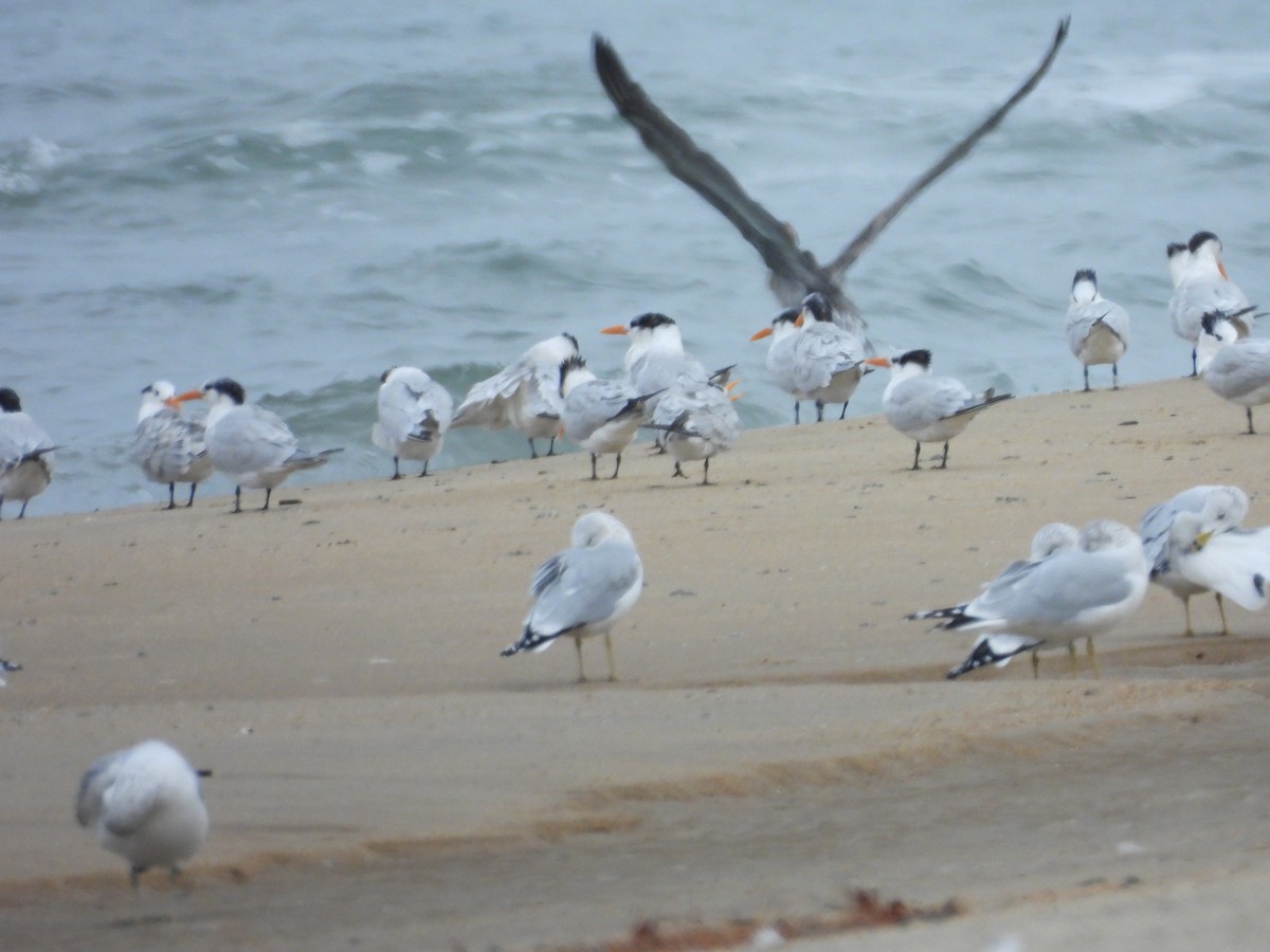 rybák královský - ML645576769