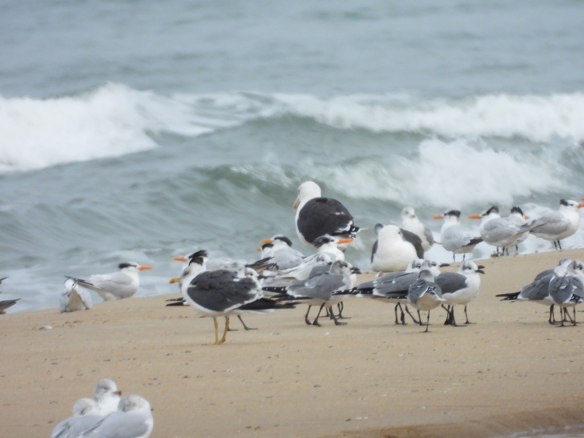 rybák královský - ML645576770