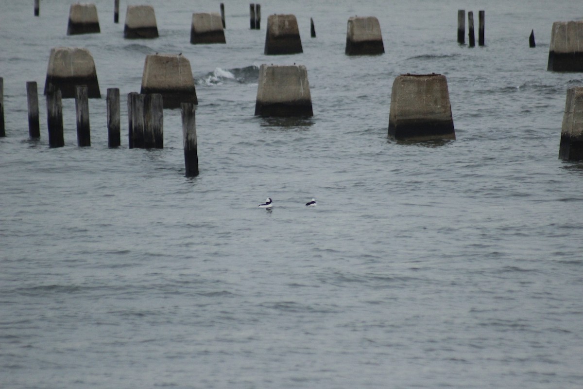 hohol bělavý - ML645576771