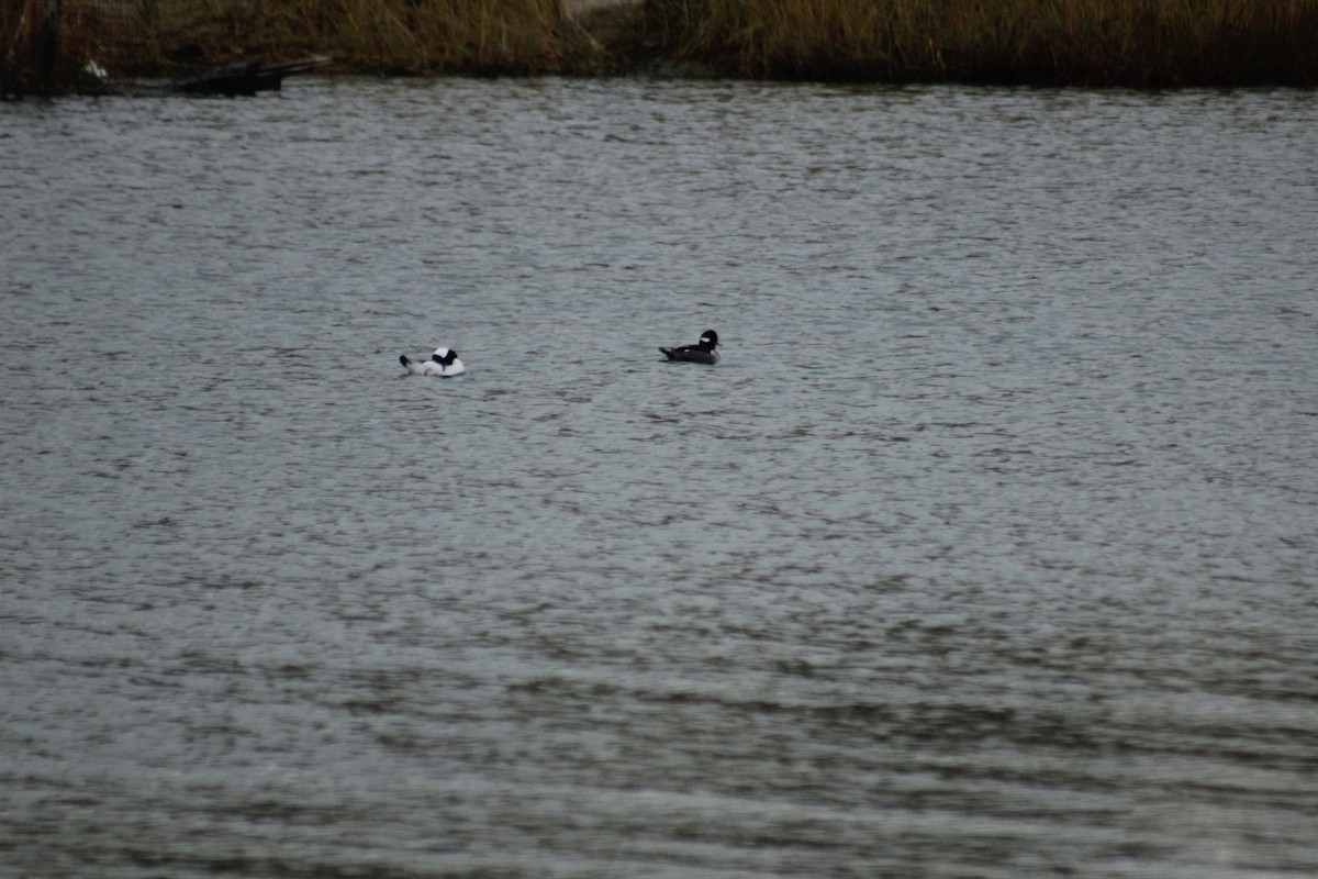 hohol bělavý - ML645576772