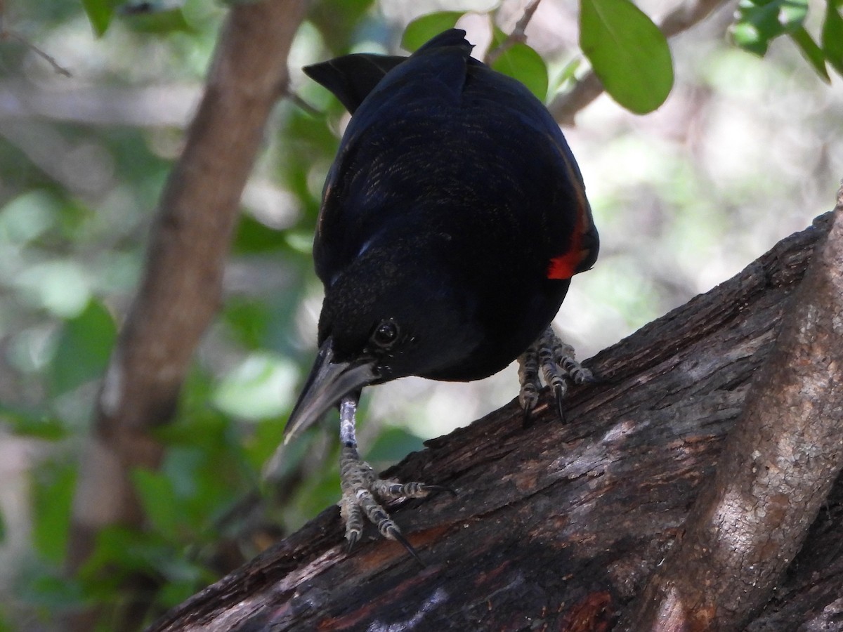 vlhovec červenokřídlý - ML645576773