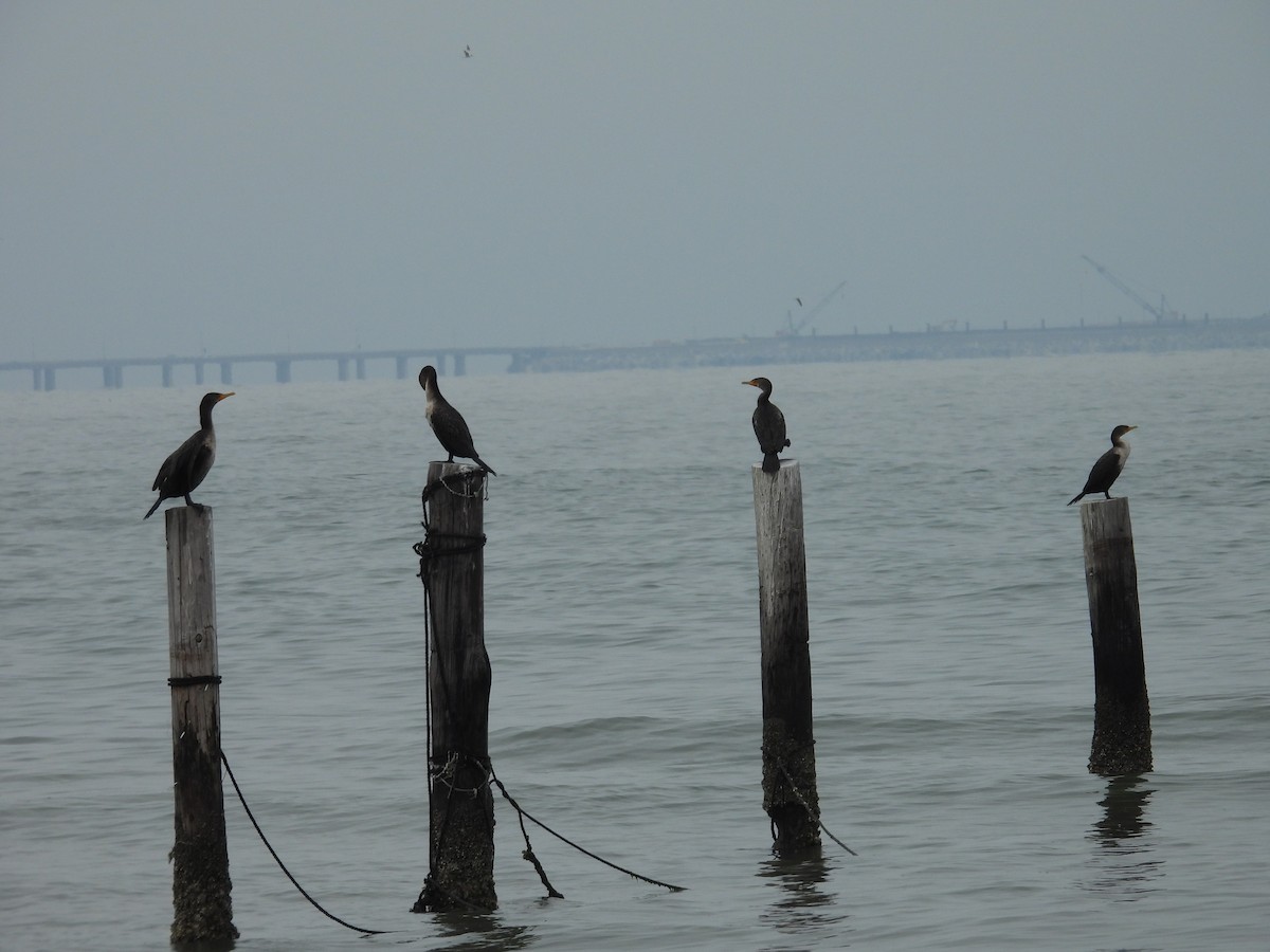 kormorán ušatý - ML645576774