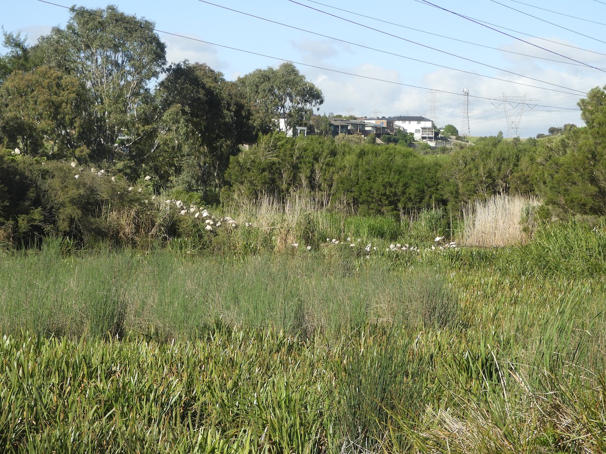 ibis australský - ML645576775