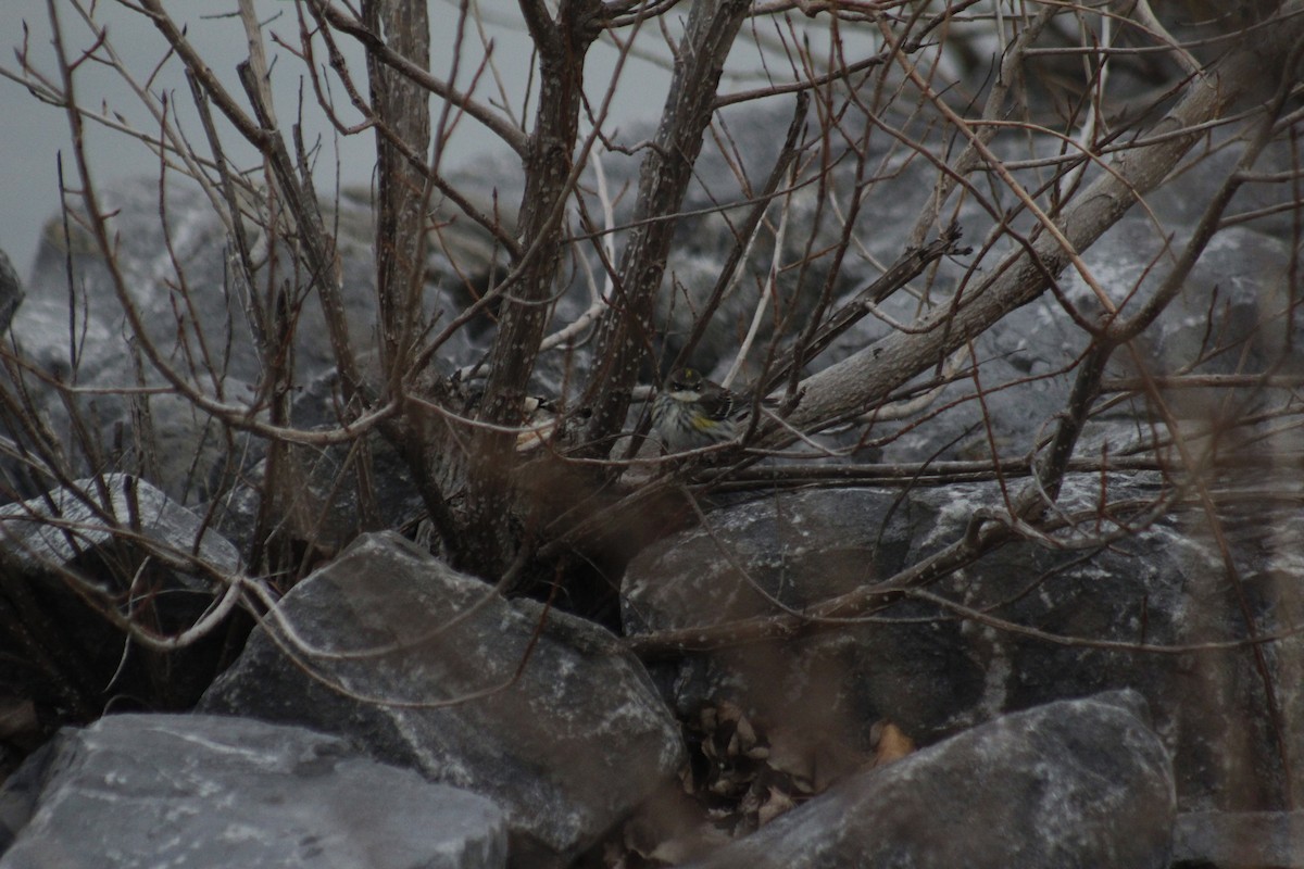 lesňáček žlutoskvrnný (ssp. coronata) - ML645576779