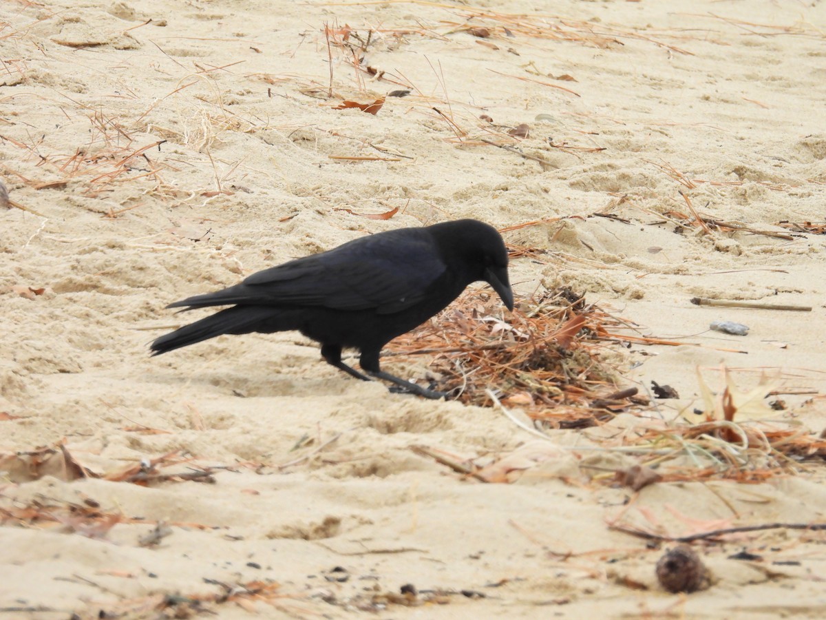 vrána americká - ML645576780