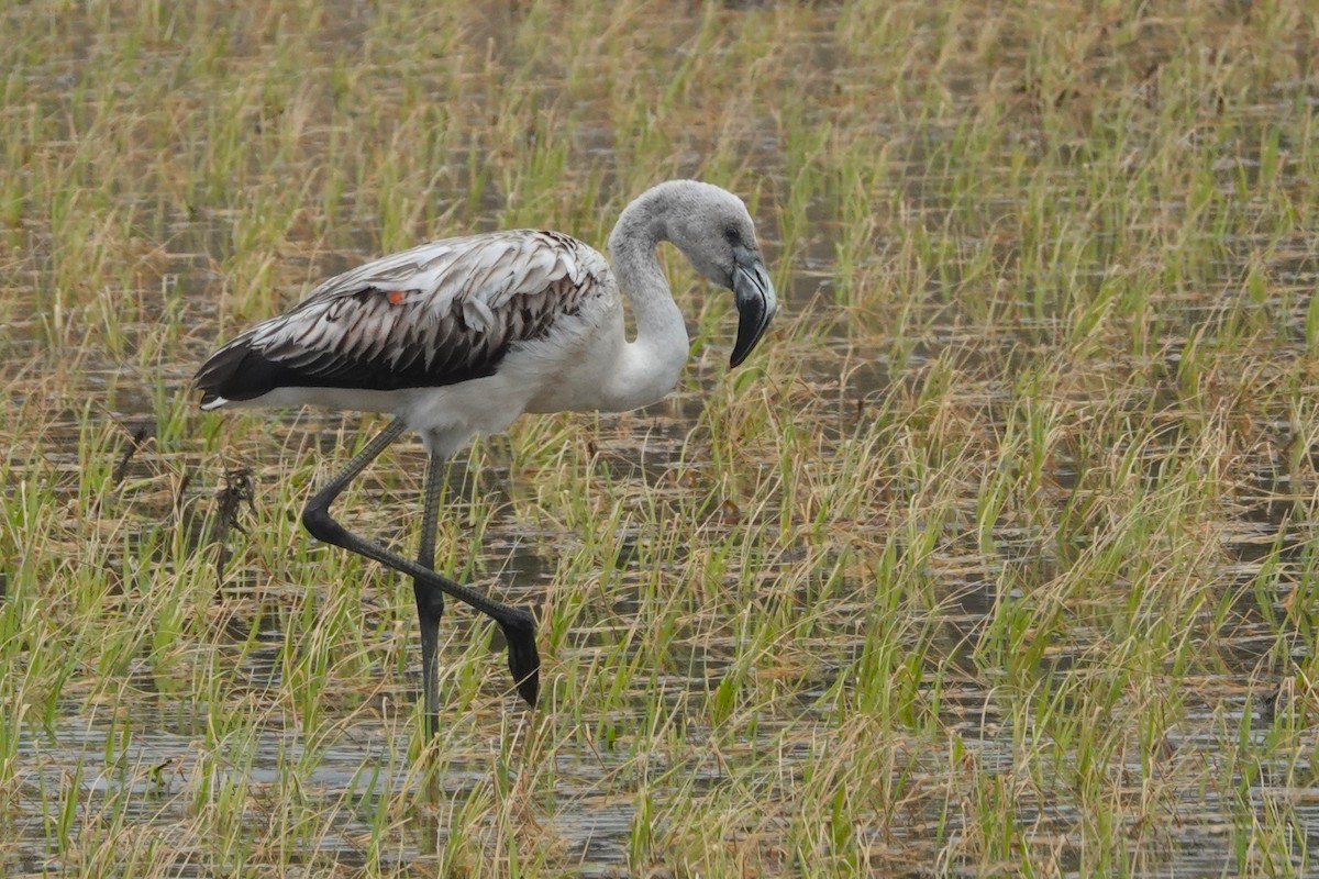 plameňák chilský - ML645576781