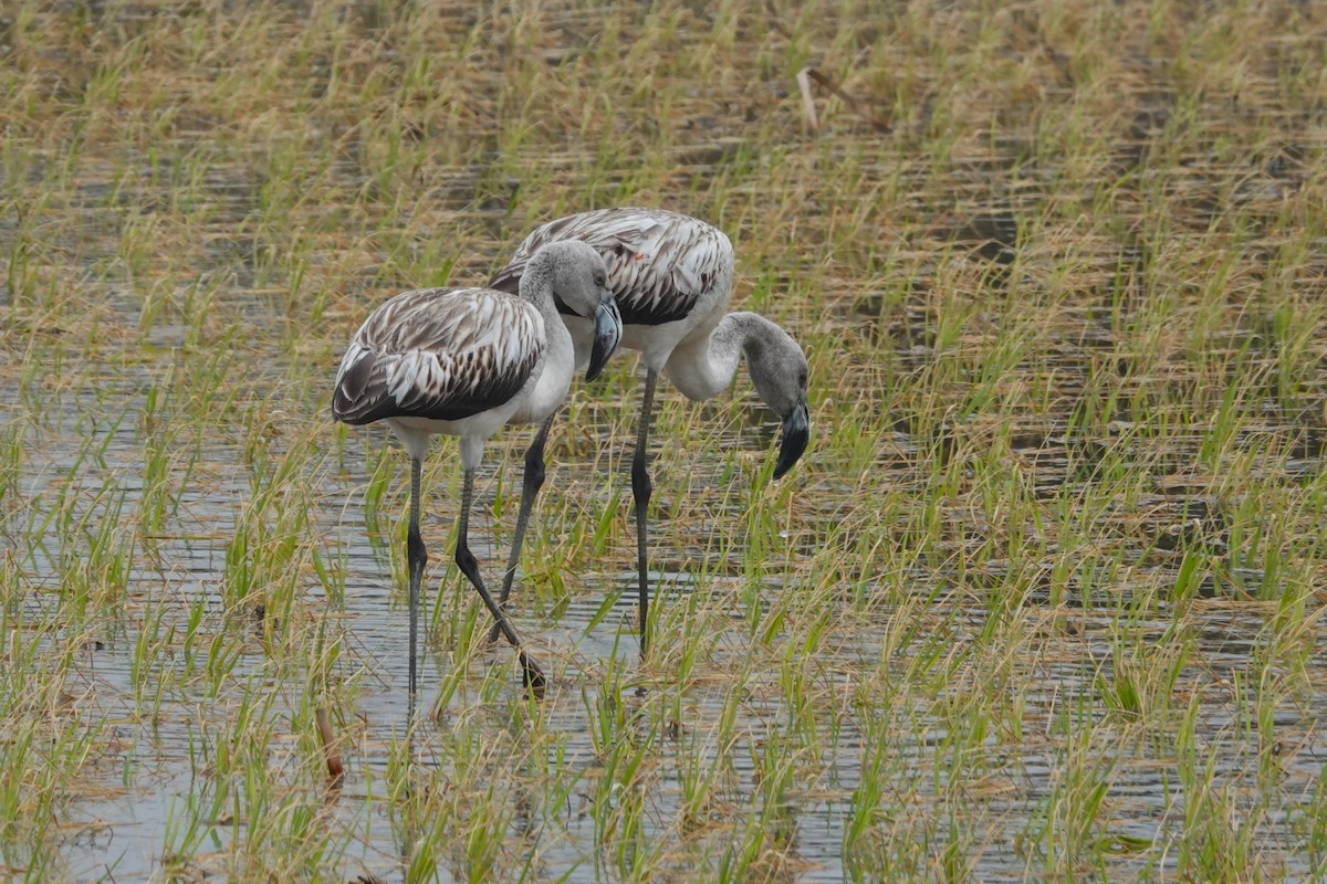 plameňák chilský - ML645576782