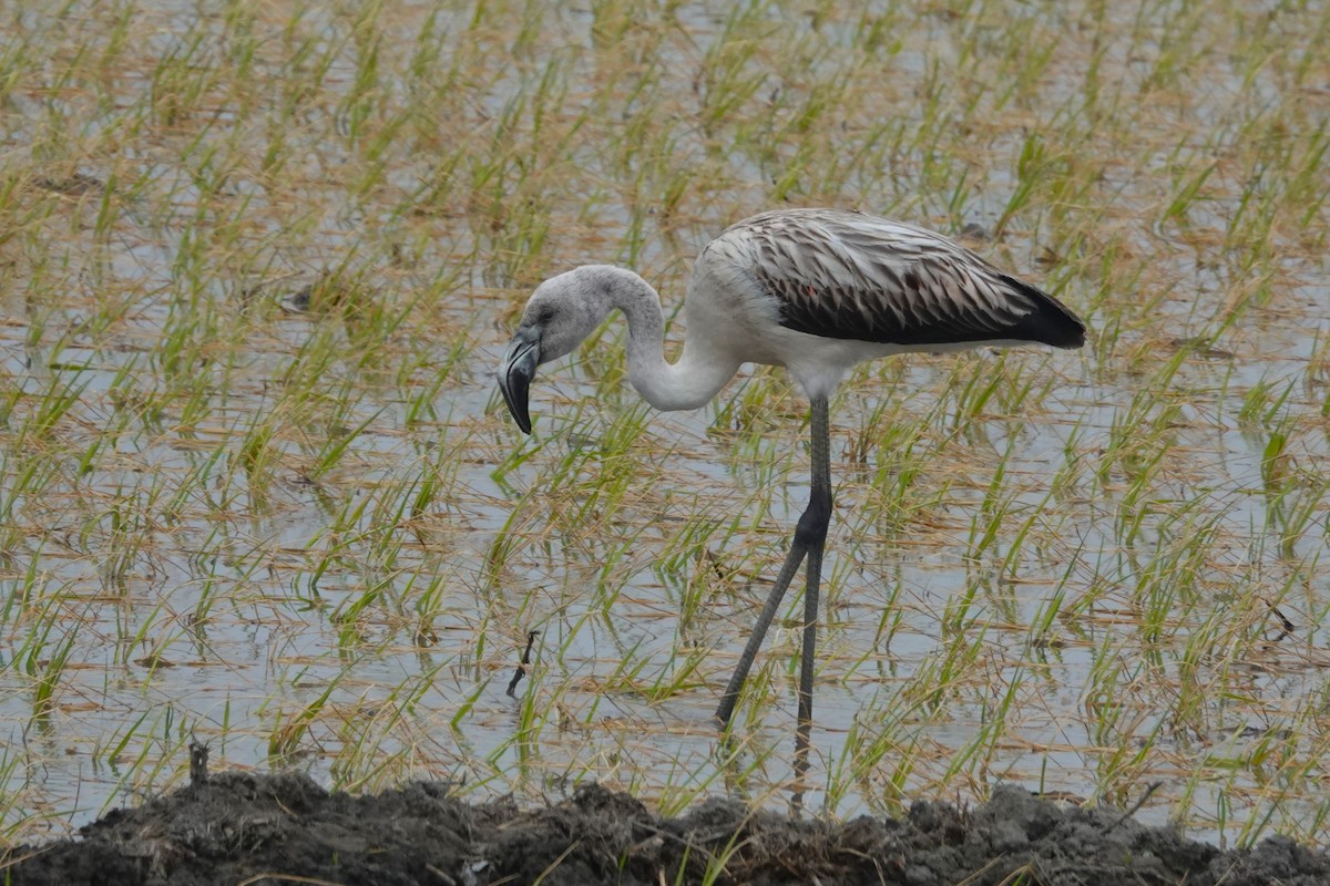 plameňák chilský - ML645576783