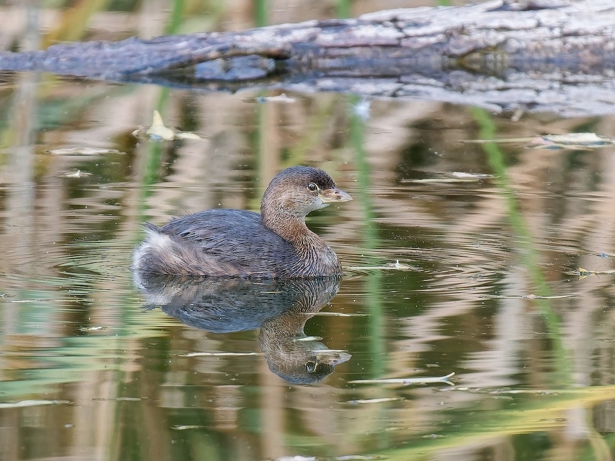 potápka americká - ML645576784