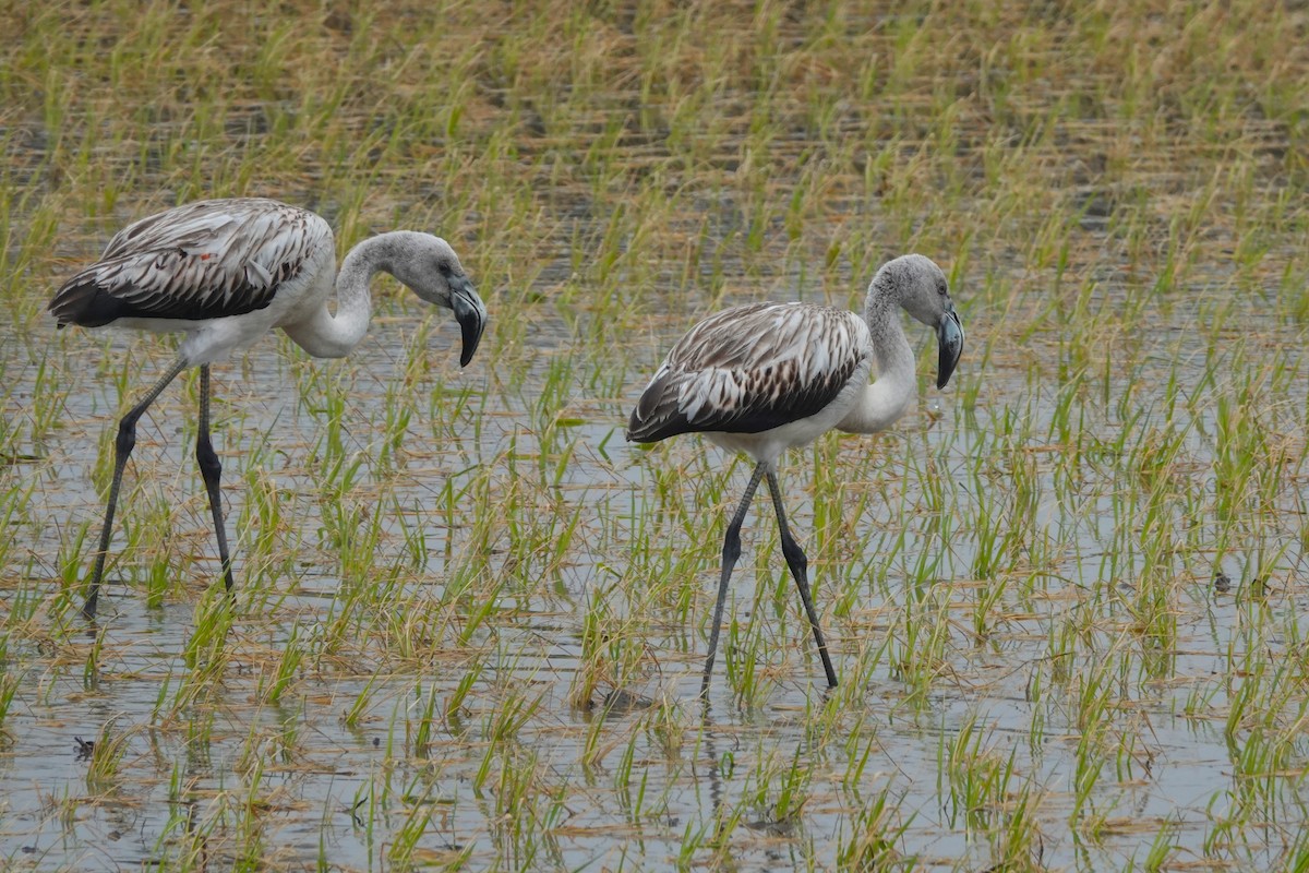 plameňák chilský - ML645576785