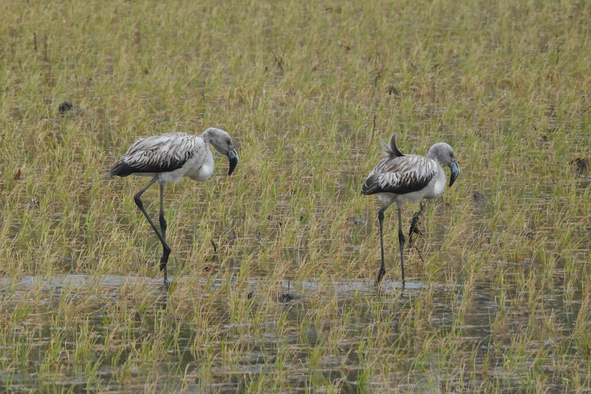 plameňák chilský - ML645576786