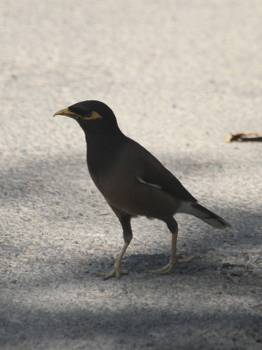 majna obecná - ML645576788