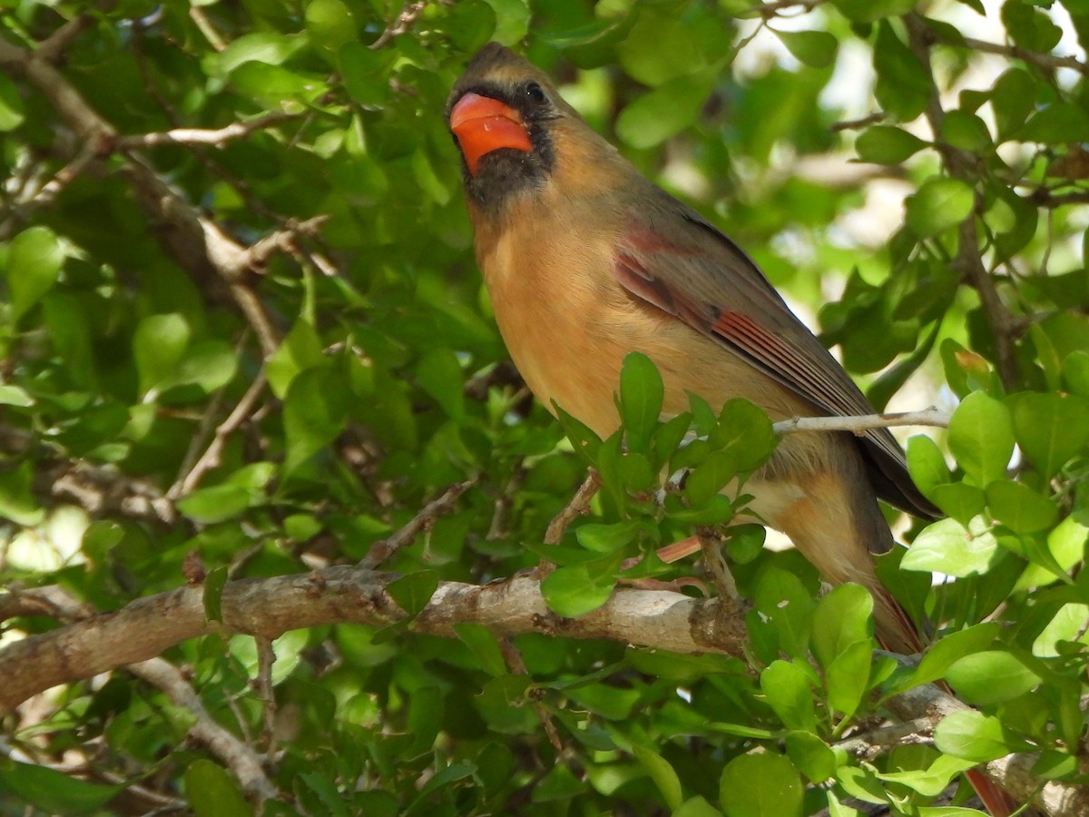 kardinál červený - ML645576789