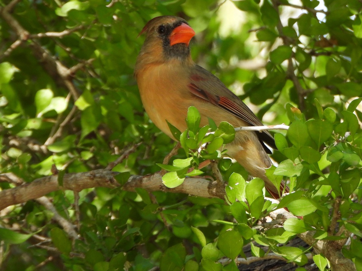 kardinál červený - ML645576790