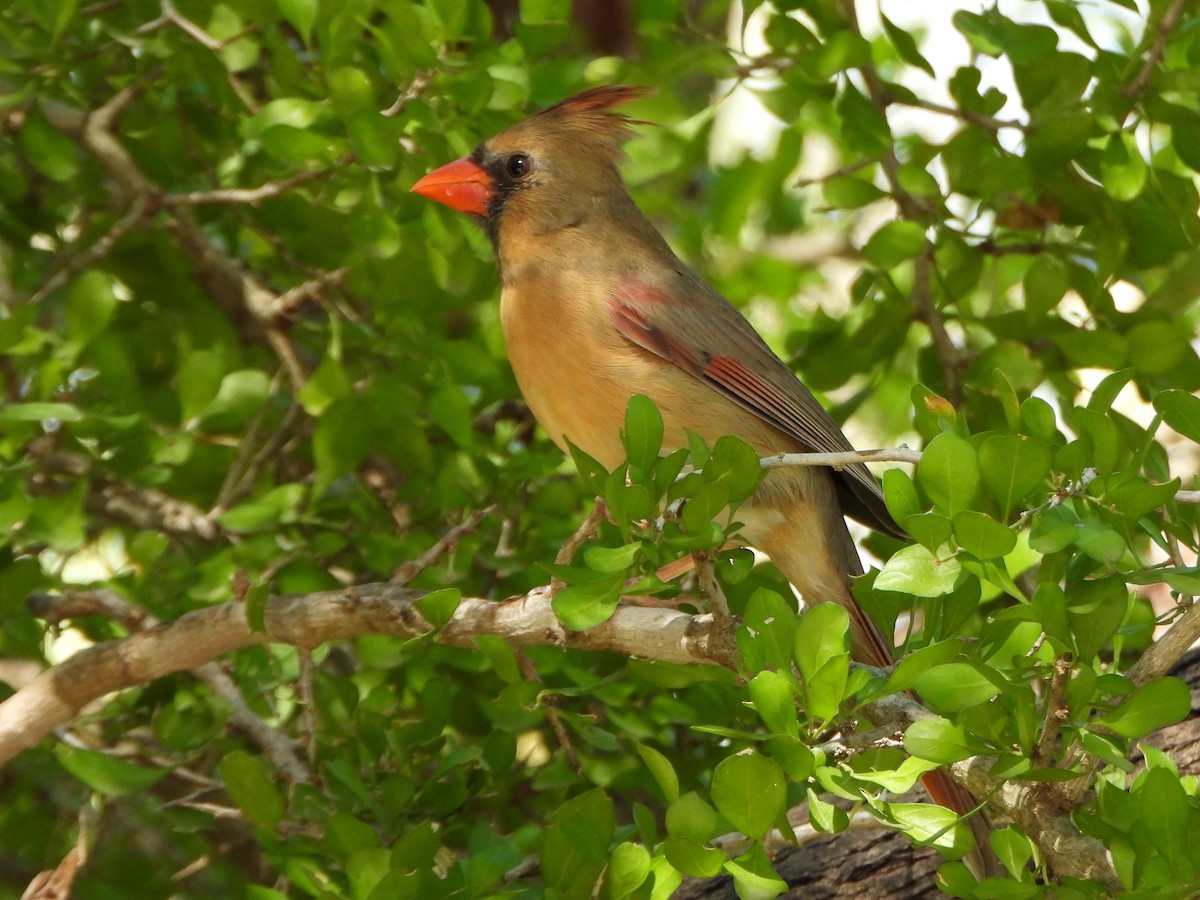 kardinál červený - ML645576791