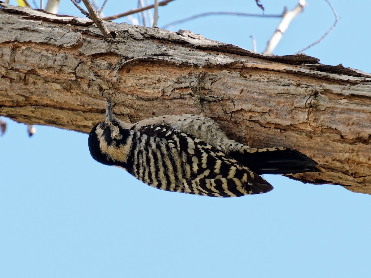 strakapoud proužkohřbetý - ML645576792