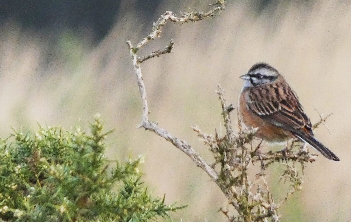 strnad viničný - ML645576793