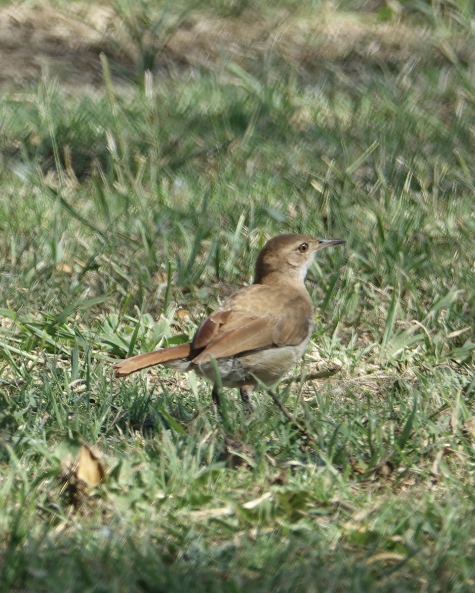 Rufous Hornero - ML645576794