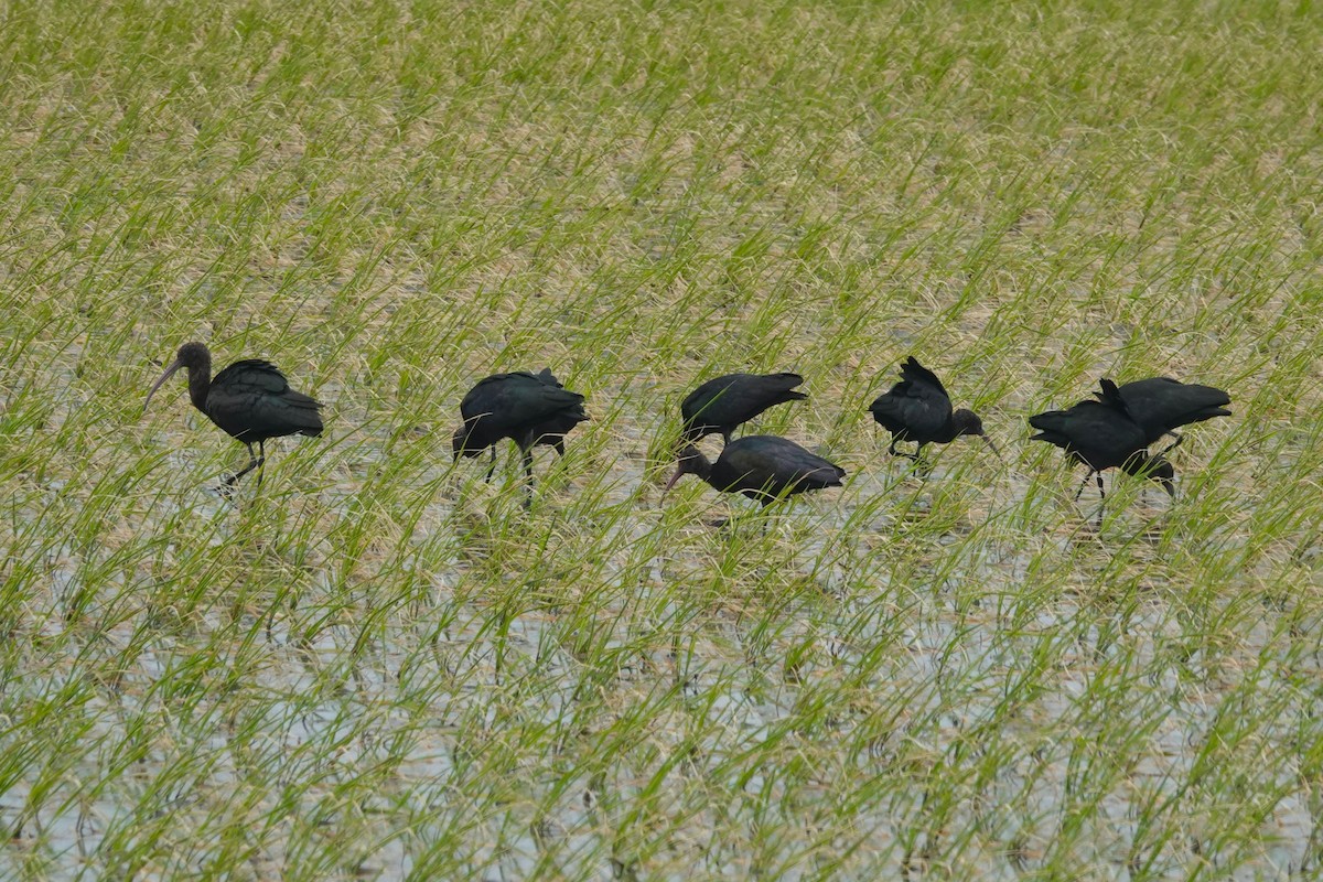 ibis andský - ML645576797