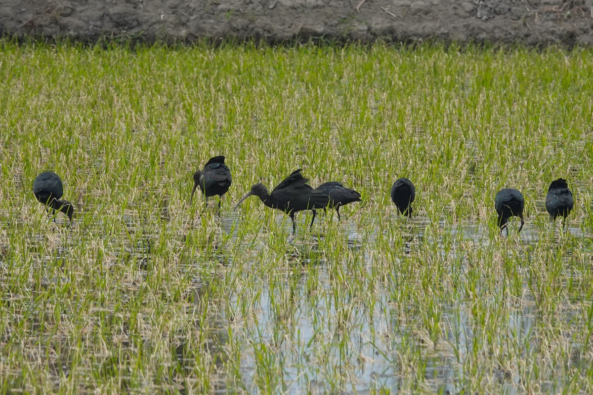 ibis andský - ML645576798