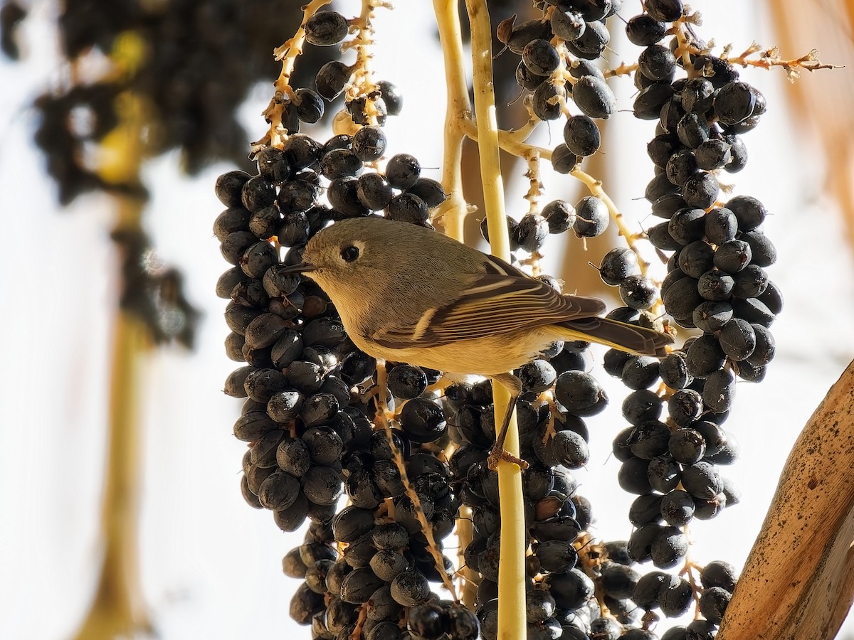 Ruby-crowned Kinglet - ML645576813