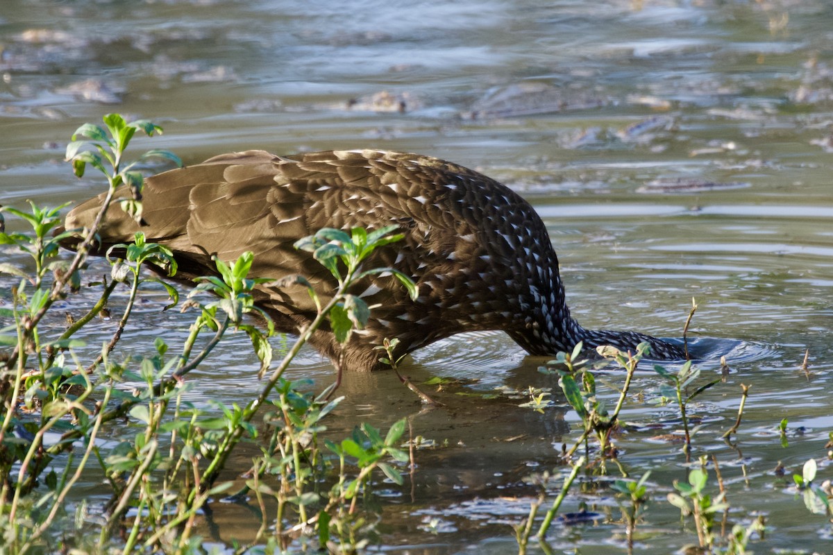 Limpkin - ML645576828