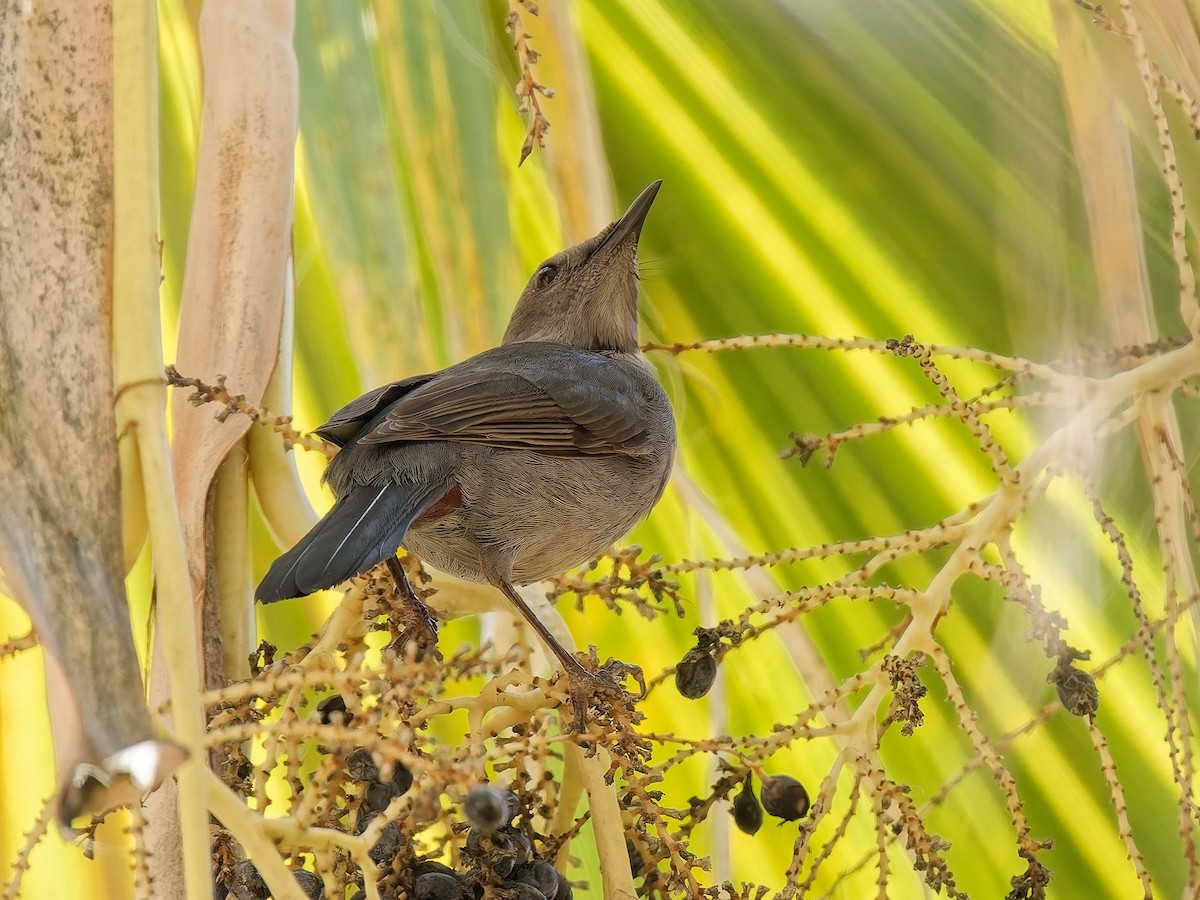 ימימן אמריקני - ML645576830