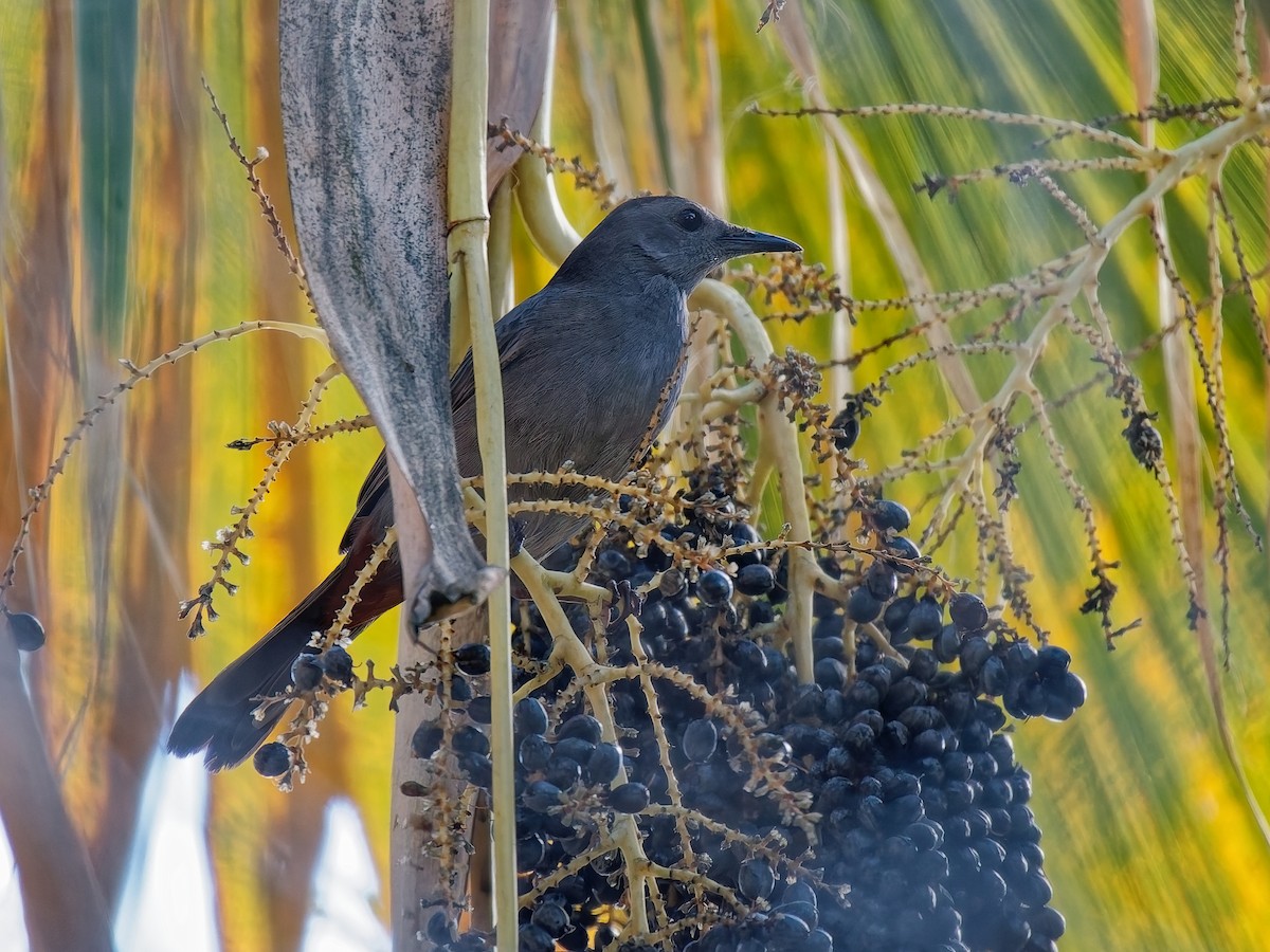 ימימן אמריקני - ML645576831