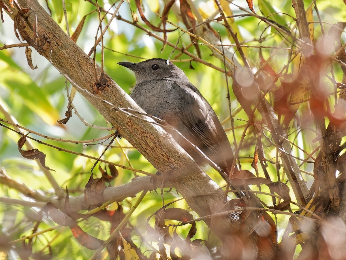 ימימן אמריקני - ML645576832