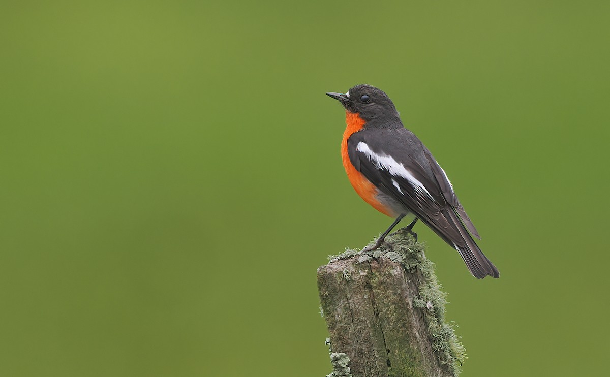 Flame Robin - ML645576837