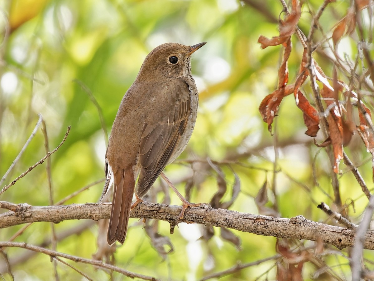 Hermit Thrush - ML645576839