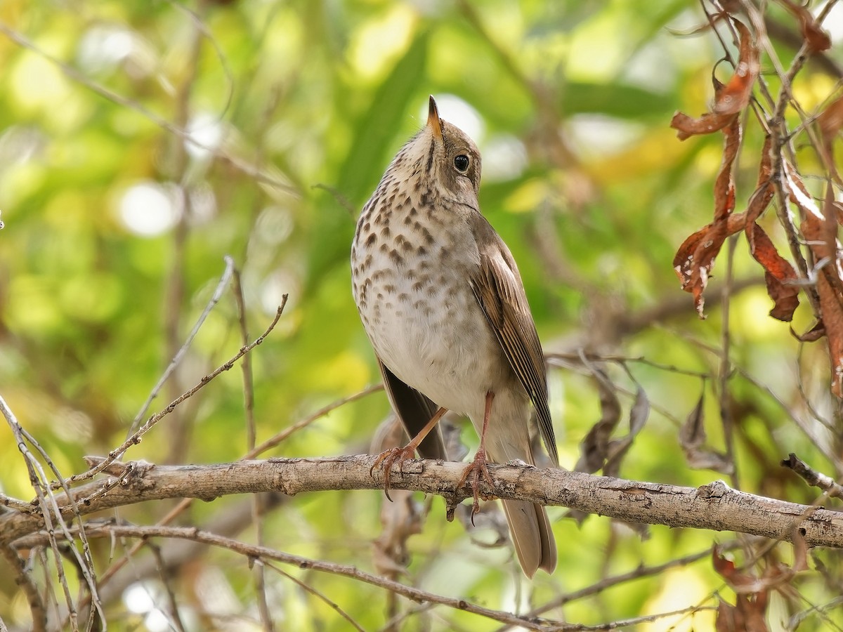 Hermit Thrush - ML645576840