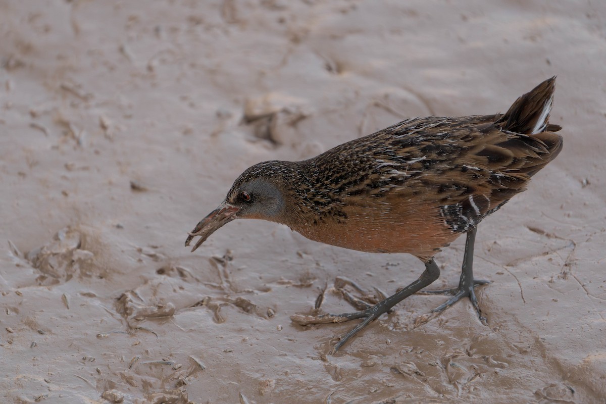 Пастушок віргінський - ML645576846