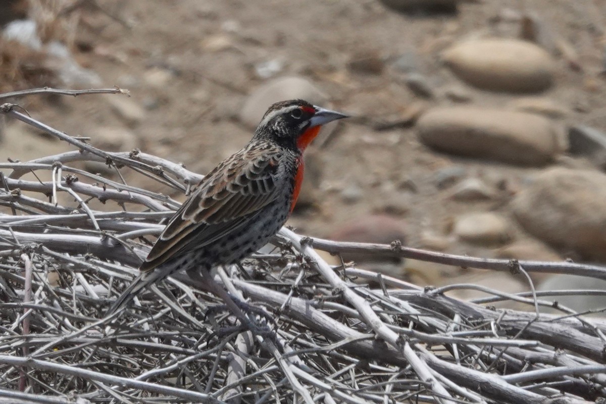 Sturnelle du Pérou - ML645576877