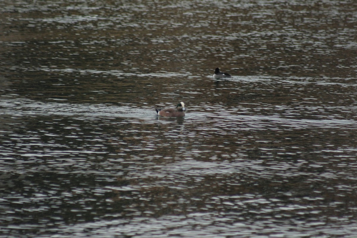 Свищ американський - ML645576879