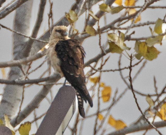 Yellow-headed Caracara - ML645576880