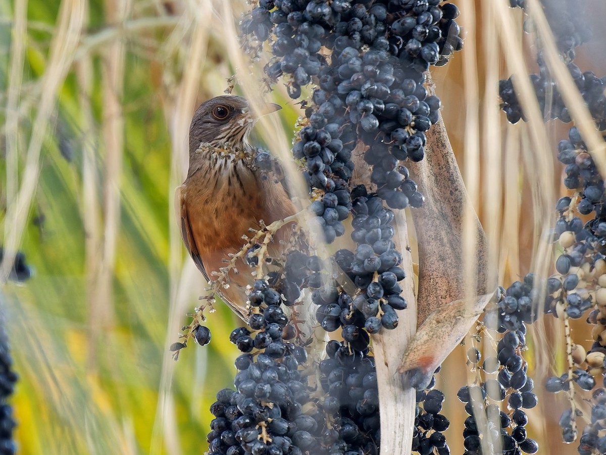 Rufous-backed Robin - ML645576881