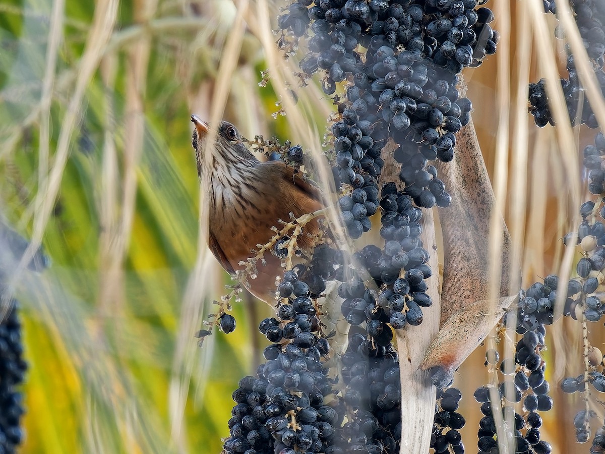 Rufous-backed Robin - ML645576882