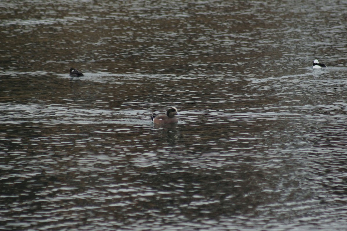 Свищ американський - ML645576884