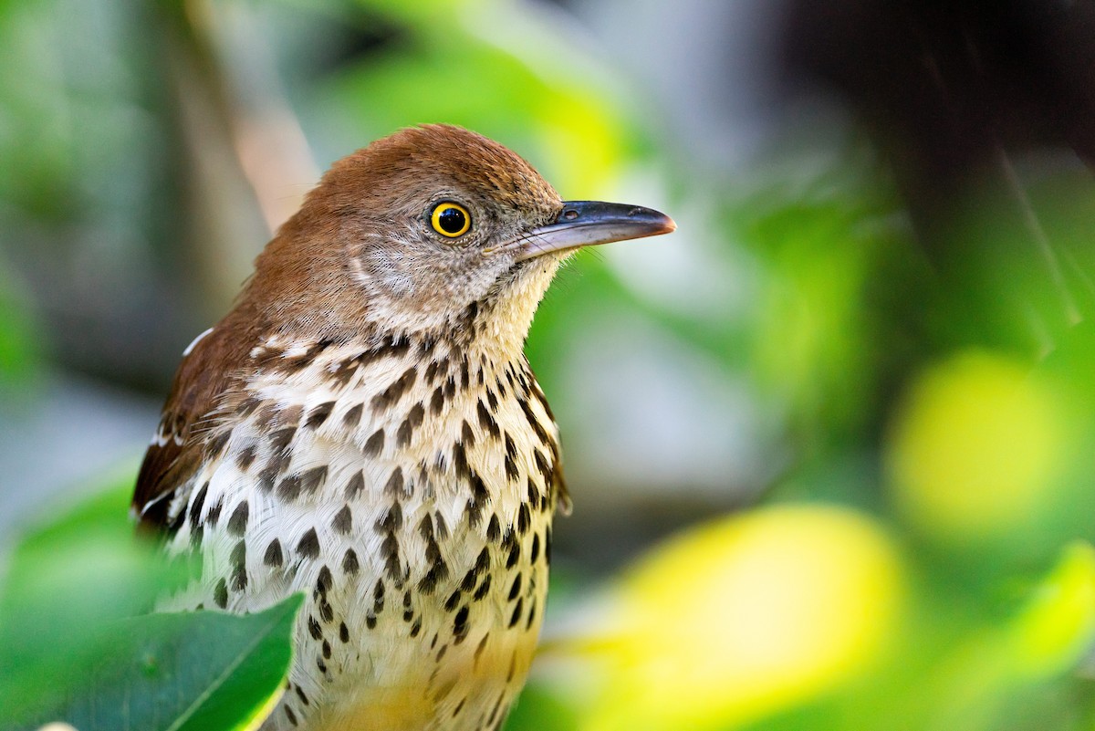 Brown Thrasher - ML645576885
