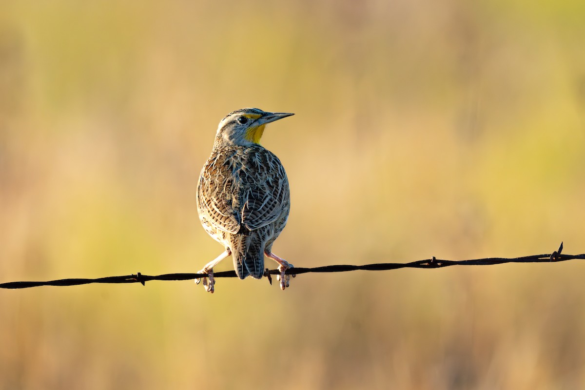 Western Meadowlark - ML645576886