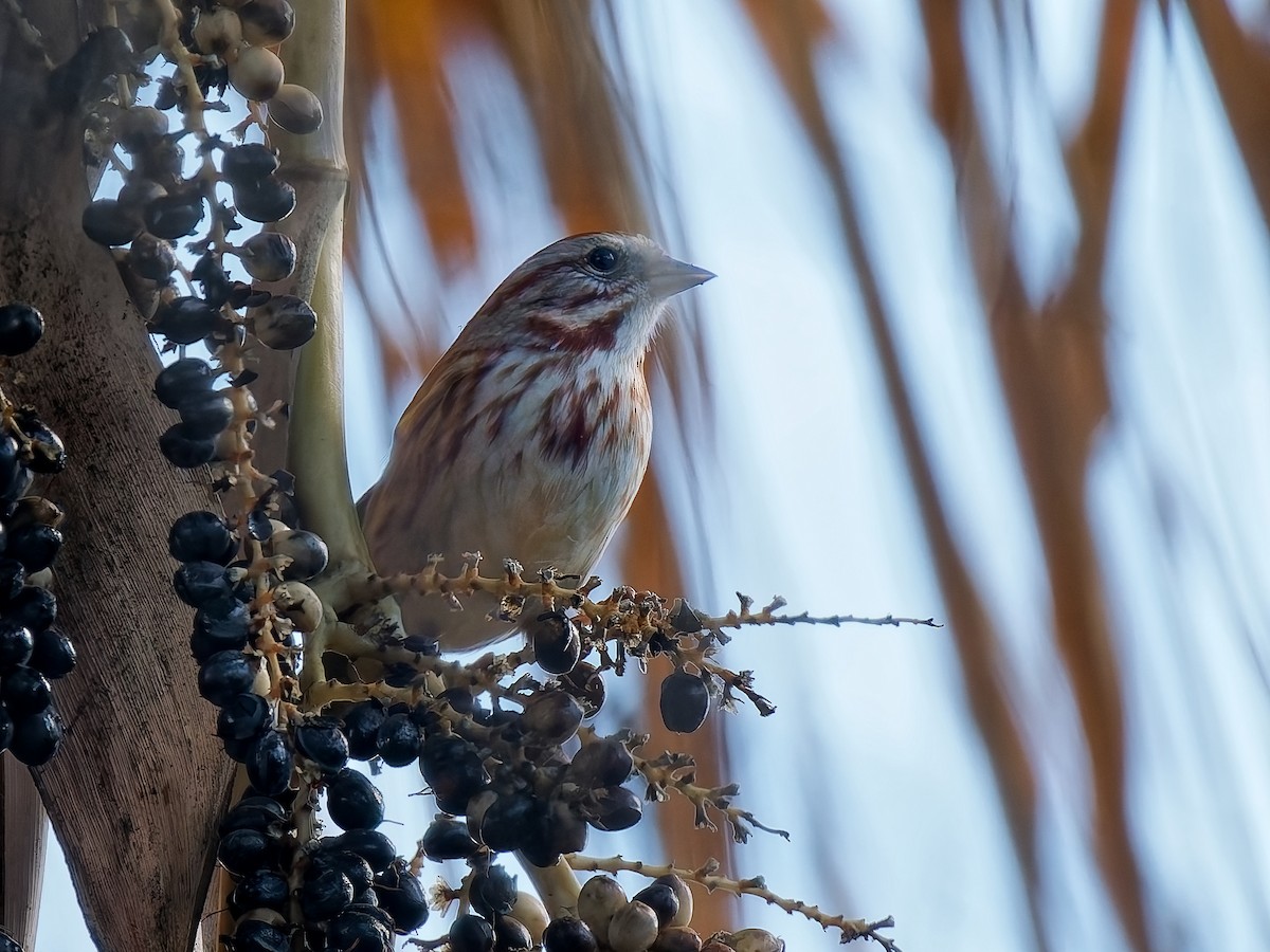 Song Sparrow - ML645576887