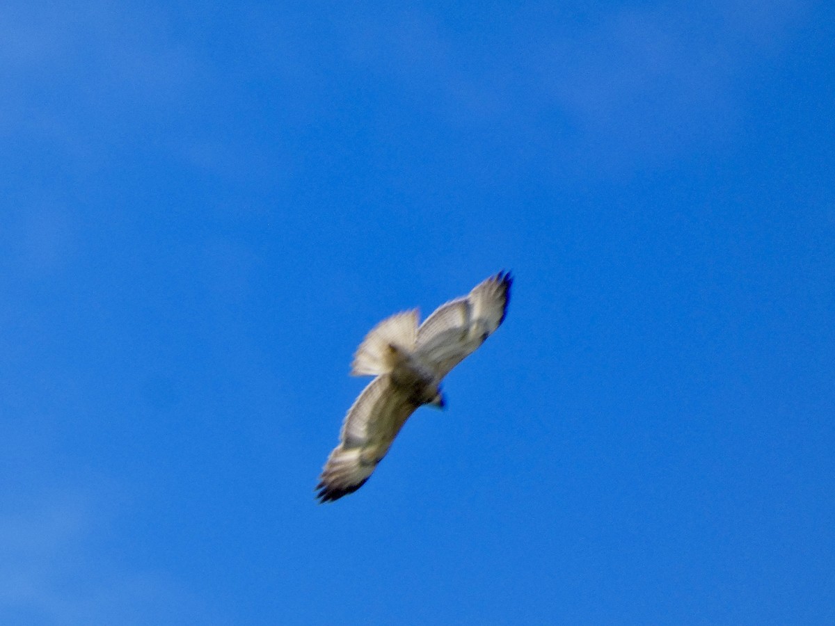 Buteo sp. - ML645576888