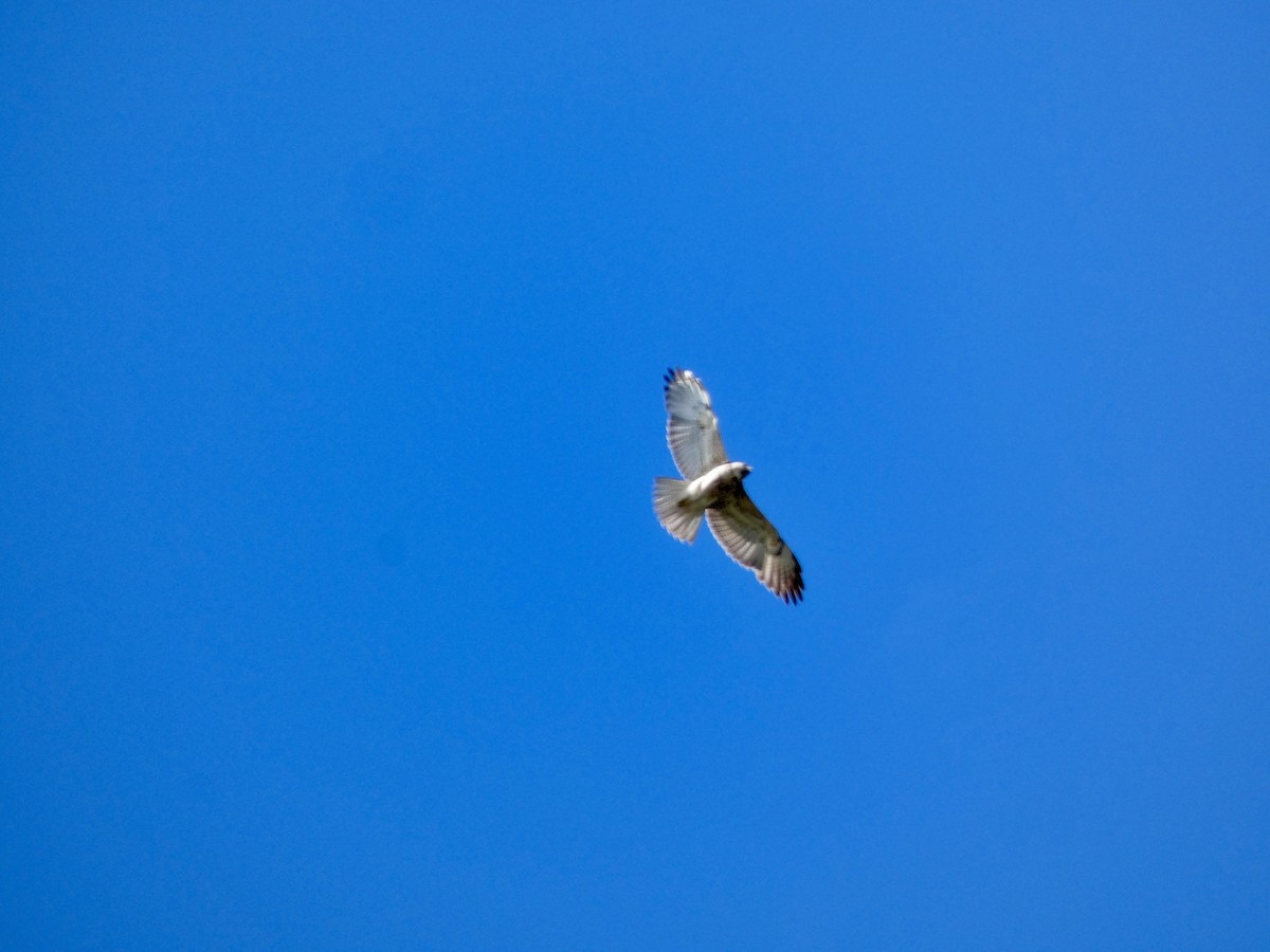 Buteo sp. - ML645576889